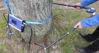 Pe ce mai cheltuiesc autorităţile locale banii: Primăria Timişoara cumpără un tomograf pentru copaci, cu aproape 40.000 de euro