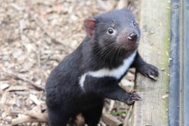 Diavolii tasmanieni, aduși pe o insulă australiană pentru salvarea speciei, au decimat întreaga populație locală de pinguini