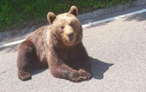 Un urs a ieşit pe o şosea din Vrancea şi s-a tolănit în mijlocul drumului. A stat cuminte "la poză" pentru turişti - VIDEO