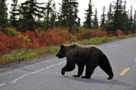 Un urs brun traversează o șosea într-o zonă muntoasă