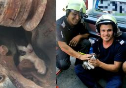 Pui de pisică, care s-a adăpostit de furtună într-un motor de mașină, salvat de pompierii arădeni. Misiunea a durat aproape 2 ore