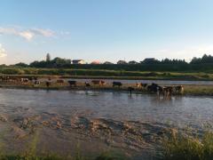 65 de vaci au fost salvate, după creşterea nivelului râului Teleajen din Prahova. Intervenţia nu a fost deloc uşoară