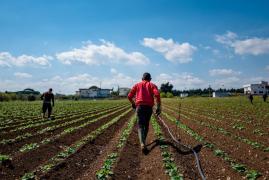 Bărbat găsit mort pe un câmp din Italia, după ce a lucrat ore întregi într-o căldură insuportabilă