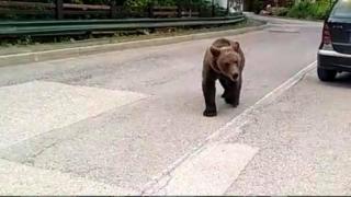 O adolescentă fugărită de un urs într-un parc din Sinaia. Tânăra a fost salvată de un agent de pază care i-a auzit țipetele disperate