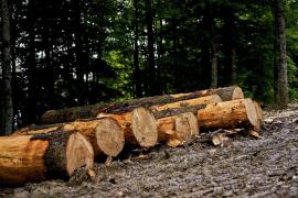 copaci doborâți în pădure