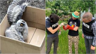 Pui de bufniţă, specie ocrotită de lege, salvat de o fetiţă de 14 ani