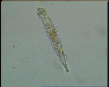 Descoperire uimitoare în Siberia. Un animal a supravieţuit timp de 24.000 de ani în solul îngheţat