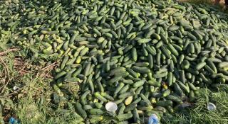 În Mehedinţi, castraveţii sunt aruncaţi cu tonele pentru că nimeni nu vrea să-i ia. Nici măcăr pe zero lei: "Nu credeam că prind aşa vremuri" - VIDEO