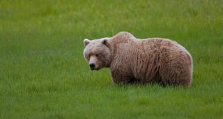 Ursul a fost împuşcat la câteva zile după atac