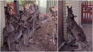 Angajata unui pub a avut o adevărată surpriză când a descoperit zeci de canguri în spatele localului, în Australia