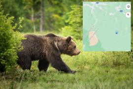 Doi ciobani au fost atacaţi de urs în Harghita. Unul dintre ei este căutat, după ce a fugit spre pădure cu animalul după el