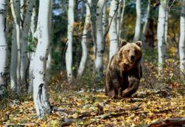 Ordonanța de Urgență care permite împușcarea urșilor a fost publicată în Monitorul Oficial