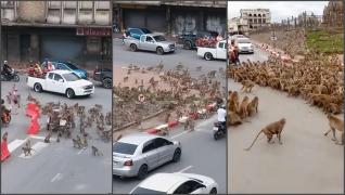 Zeci de maimuţe au blocat traficul într-un oraş din Thailanda, într-o dispută teritorială