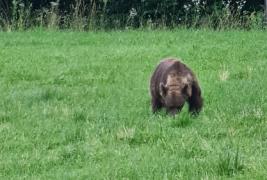 Ministrul Mediului a fotografiat ursul cu care s-a întâlnit pe drumul spre Bucureşti