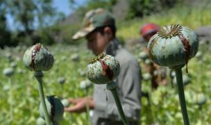 Talibanii vor să sisteze producţia narcoticelor