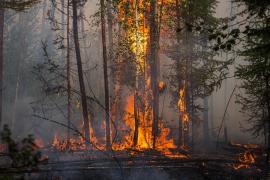 Ce cauze au incendiile de vegetaţie din Siberia, cea mai rece zonă locuită de pe Pământ