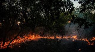 Incendii de vegetaţie în Bulgaria