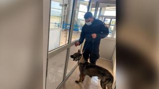 câine de miros de pe Aeroportul Sibiu