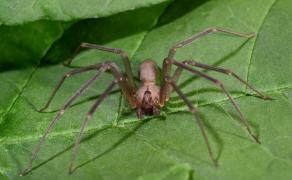 Tânîrul a fost muşcat de un păianjen veninos