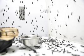 Culturi de muşte pentru uz alimentar, într-o fermă din Africa de Sud