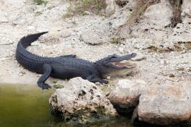 Un bătrân de 71 de ani, dispărut fără urmă la sfârşitul lui august, posibil mâncat de un aligator, în SUA. Oamenii au găsit resturi umane, în trupul reptilei