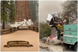 Cel mai mare copac din lume, protejat de incendii cu folie termoizolantă