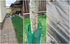 Medic din Braşov, atacat de urs în miez de noapte în curtea sa: „Deși am înlemnit și amuțit brusc, s-a repezit înspre mine”