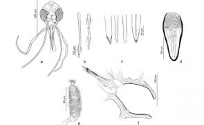 Insecta descoperită de cercetătorii USAMV Cluj-Napoca