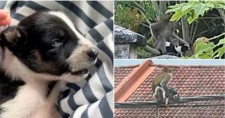 Câinele a scăpat cu viaţă, după ce a fost ţinut ostatic trei zile de o maimuţă