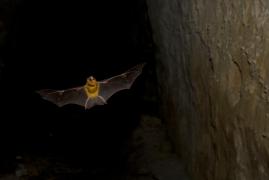 Cercetătorii de la Wuhan au cerut o finanţarea de 14 milioane dolari de la americani: voiau să elibereze particule de virus modificate genetic în populaţiile de lilieci