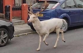 Un cerb rar, alb, a fost omorât de polițiști pe o stradă dintr-un oraș britanic: “Era imposibil să lăsăm animalul liber pe străzi"