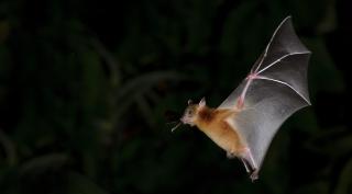 mamifer zburător - liliacul