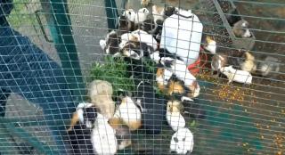 porcuşori de Guineea