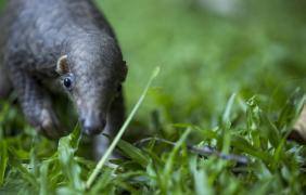 O nouă specie de pangolin, cea mai veche din Europa, a fost descoperită în România. Denumirea dată de oamenii de ştiinţă