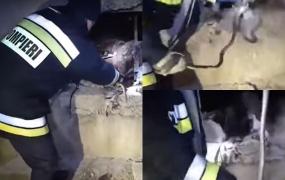 Invazie de şerpi la o grădiniţă din Moldova: Pompierii au scos 15 reptile din subsol