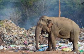 Gropile de gunoi, adevărate cimitire pentru elefanţi. Animalele din Sri Lanka mor pe capete, otrăvite cu deşeuri