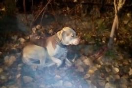 Bucureşteancă amendată după ce și-a abandonat câinele în frig, legat de un copac. Cum au găsit-o poliţiştii pe femeie