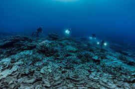"Buchetul de trandafiri" din adâncurile Pacificului de Sud. Recif de corali uriaş, descoperit la 30 de metri sub ape