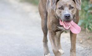 Copil de 6 ani ucis de câinele familiei, în Dâmbovița. Micuțul a fost sfâșiat de animal, în grădina casei