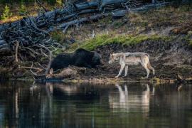 Momentul în care un urs grizzly cleptoparazit fură prada lupilor, în parcul Yellowstone. VIDEO