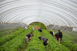 Cercul vicios al exploatării culegătorilor de fructe, ademeniţi în ţările iberice de un vis frumos care devine coşmar