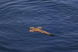 O cruce plutește pe apă, după ce a fost aruncată de preot într-o ceremonie specială de Bobotează 2022