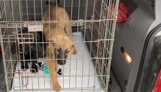 Cei foi pui de câine au ajuns în grija unei fundaţii care se ocupă cu protecţia animalelor