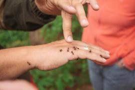 "Furnica electrică", depistată în premieră într-o ţară din Europa