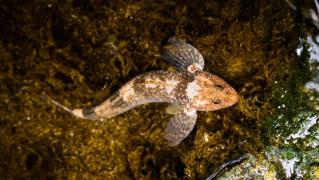 Un peşte care a trăiat pe vremea ultimilor dinozauri, descoperit într-un râu din Munţii Făgăraş