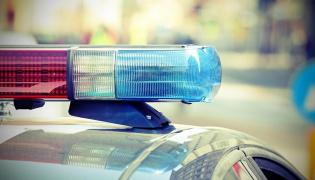 Oasele au fost descoperite de către muncitori în momentul în care săpau nişte gropi pentru plantarea unor copaci