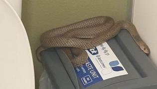 Reptila găsită avea peste un metru lungime, iar imaginile împărtășite o arată încovoiată pe coșul de gunoi din toaletă.