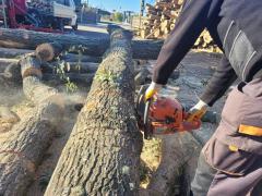 Efect în cascadă al plafonării prețului la lemnul de foc: tăierile ilegale au explodat, SUMAL nu face față - WWF