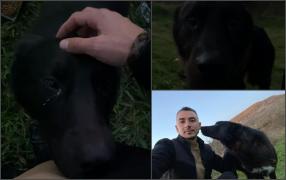 În urmă cu două luni era călcat intenționat de un șofer, acum se caută un om și o casă pentru cel mai cuminte și blând cățel din Cluj