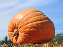 O femeie curajoasă a fugărit doi hoţi care au încercat să-i fure dovleacul gigant